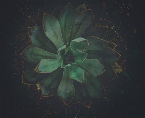 Green Snake PlantFree Stock Photo