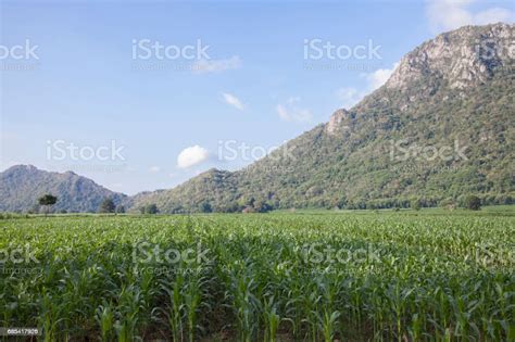 Green Field With Corn Stock Photo Download Image Now Agricultural