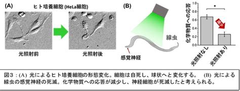 【岡山大学】光で狙った細胞を死滅させる新技術の開発 ～副作用のない光がん治療法に向けて～ ビューティーポスト