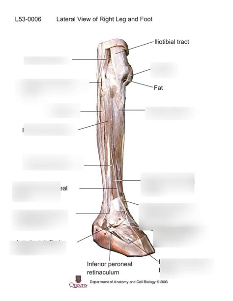 diagram  long legs quizlet