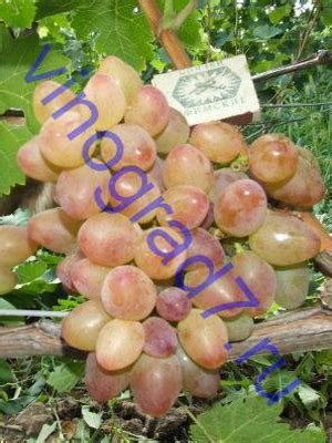 Виноград - список сортов Z-10 - Альянс. Описание в магазине Чубучок