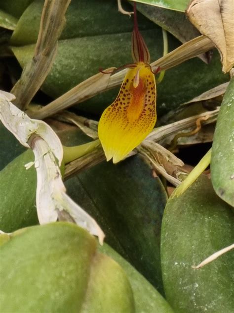 Restrepia Mendozae Jardin Botanique De Quito Voyage Equa Monique