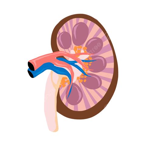 Medical Science Of Human Tissues And Organs Diseases Human Tissue