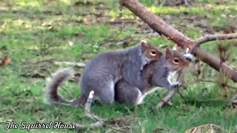 Frollicking Furballs Aka Squirrels Mating Youtube