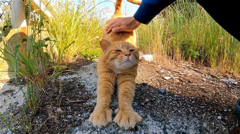 ガラガラ声の茶トラ猫がモフられにきた【感動猫動画】｜感動猫動画｜無料動画goodytv