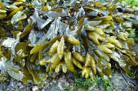 Rockweed Fucus Theoutershores