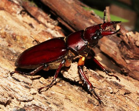 Reddish Brown Stag Beetle Lateral Lucanus Capreolus Bugguide Net