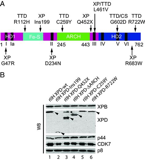 TTD And XP Mutations In The XPD TFIIH Subunit A Schematic