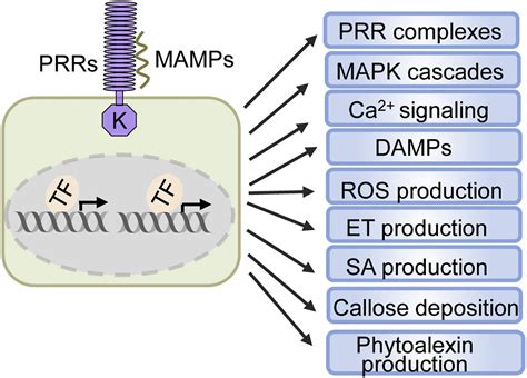 Transcriptional Regulation Of Pattern Triggered Immunity In Plants