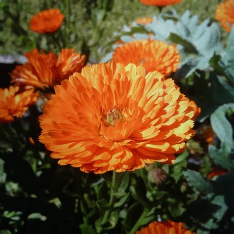 Mixed Pot Marigold Seeds Fiesta Gitana Mix Flower Seeds085 Mays Garden Seed