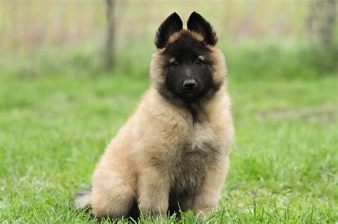 Chiot Elevage Shepherds Of Paradise Eleveur De Chiens Berger Belge