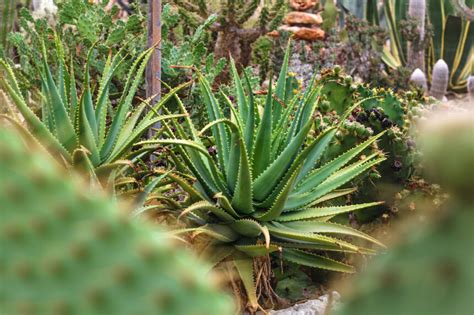 Aloe Vera Blüte Wissenswertes Verwendung Teil 2