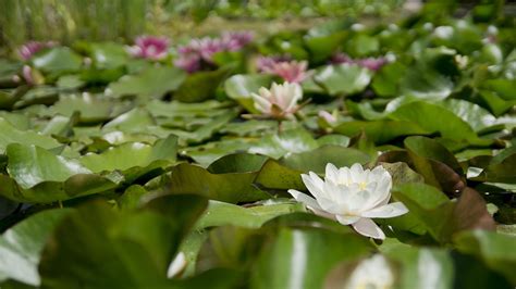 Water Lily Flower Aquatic Plant Free Photo On Pixabay