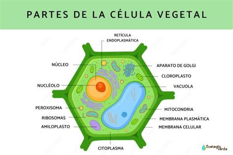 Célula Vegetal Qué Es Partes Características Y Funciones ¡resumen Con Esquemas