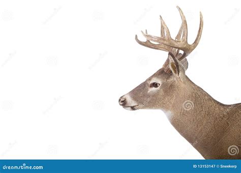 Large Whitetail Buck Antlers Isolated On White Stock Image ...