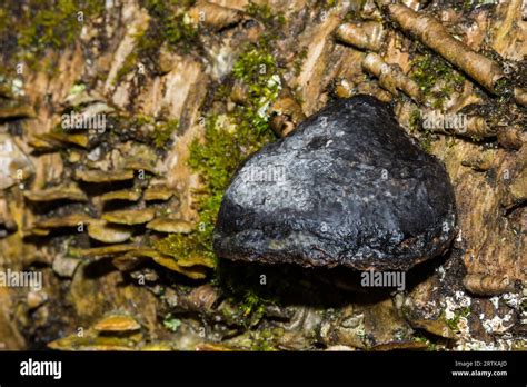 King Alfred S Cakes Daldinia Concentrica Stock Photo Alamy