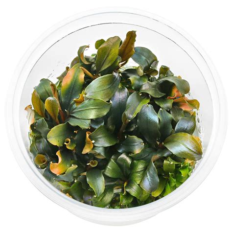 Bucephalandra Sp Blue Green In Vitro Aquasabi Aquaristik Shop