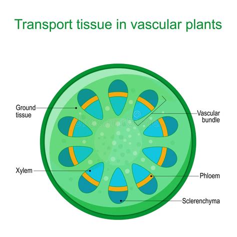 Vascular Tissue