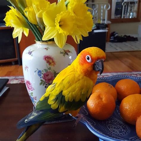 Buy Sun Conure Parrots Janis Birds Aviary