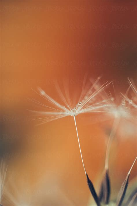 Macro Dandelion Del Colaborador De Stocksy Javier Pardina Stocksy