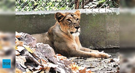 Patna Zoo Gears Up To Keep Inmates Cool | Patna News - Times of India