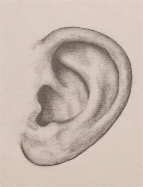 A Pencil Drawing Of An Ear