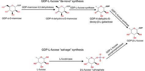 GDP L Fucose Synthesis Pathways Both De Novo And Salvage Pathways Are