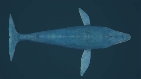 Blue Whale 3D Model $35 - .blend .fbx - Free3D