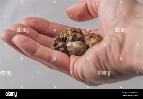 Magic Truffles Mushrooms Full Of Psilocybin In Red Hand With Light Gray