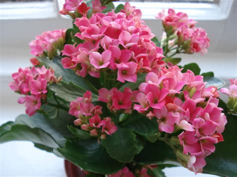 Kalanchoe Pink Plant Plantslive