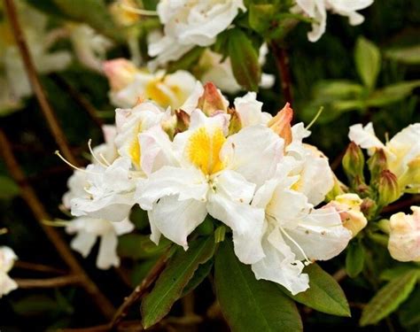 Azalea Silver Slipper Deciduous Litre Stewarts Garden Centre