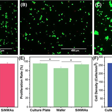 Biocompatibility Of Three Substrates Ac Livedead Cellular Staining