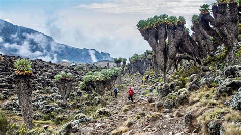 Kilimanjaro Tours And Hiking EXplore Plus