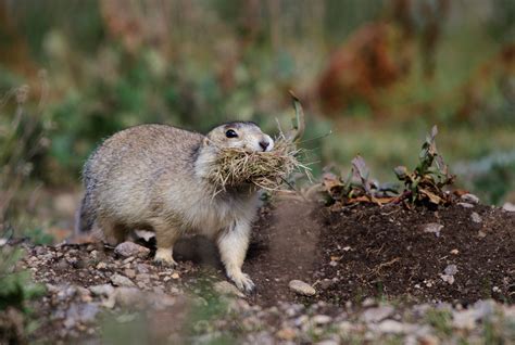 Jorn Vangoidtsenhoven Wildlife and Nature Photography | Valles Caldera ...