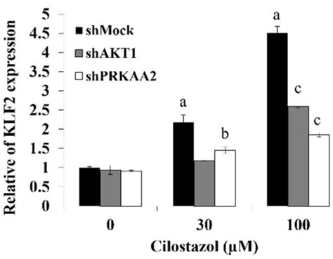 IJMS Free Full Text Cilostazol Induces ENOS And TM Expression Via