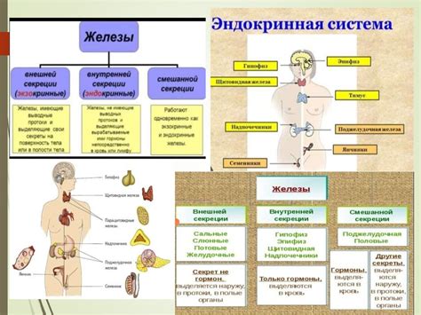 Анатомия человека Нервная система Занятие 24 презентация онлайн