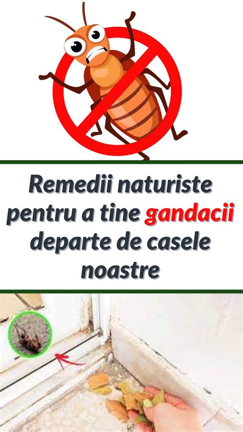 Remedii Naturiste Pentru A Tine Gandacii Departe De Casele Noastre