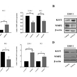 A And B Rt Qpcr And Western Blot Analysis Of Mrnas And Proteins Klf