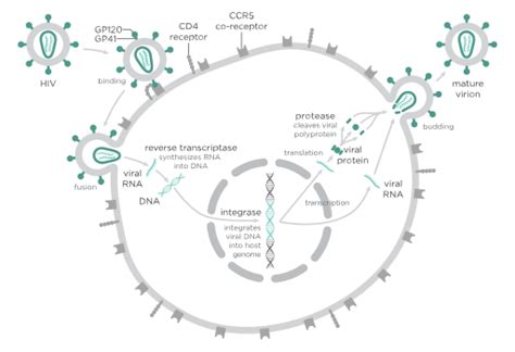 Reverse Transcriptase | Function, Structure & Application - Lesson ...