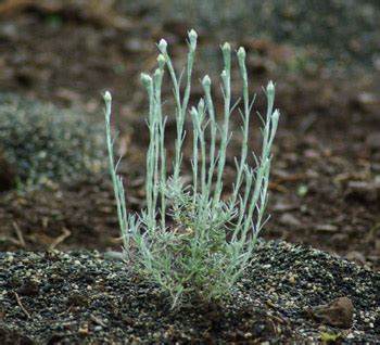 Helichrysum italicum, packet of 100 seeds, organic | Strictly Medicinal ...