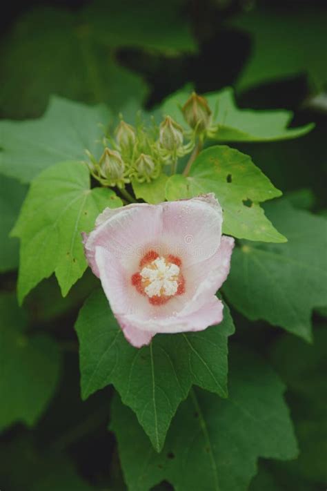 Vertical Shot Of Hibiscus Mutabilis In The Garden Stock Image Image