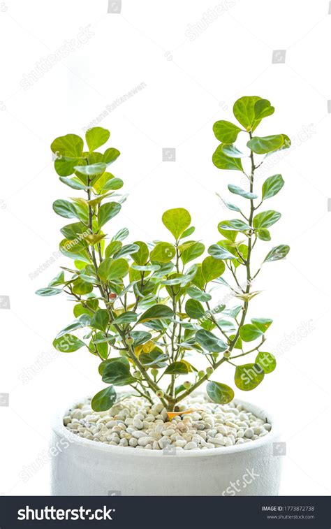 190 Mint Plant Inside The House Stock Photos, Images & Photography ...