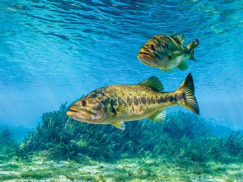 Largemouth Bass Guide Habitat Diet Life Cycle Fishontips