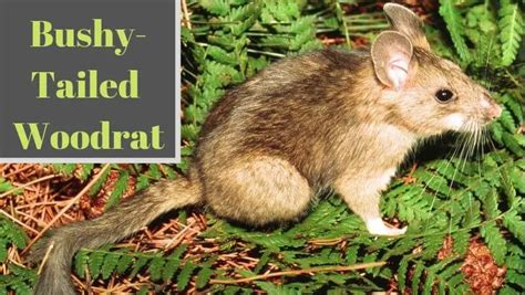 Bushy Tailed Woodrats Habitat Lifespan And Removal Methods