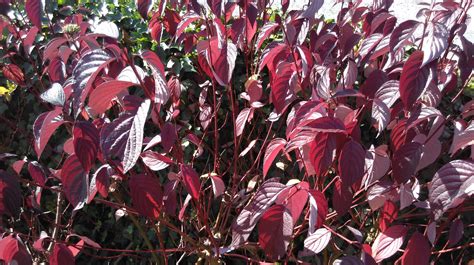 Cornus Alba Siberian Pearls Craven College Horticulture