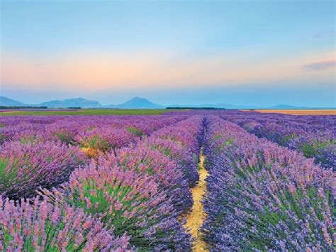 Purple Reign — Inside Texas' Surprising Lavender Farm Culture and the ...