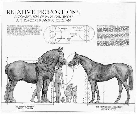 Horse Anatomy Diagram Simple