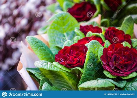 Flores Frescas En Un Pote Para La Casa Rosas Decorativas Rojas Con Las