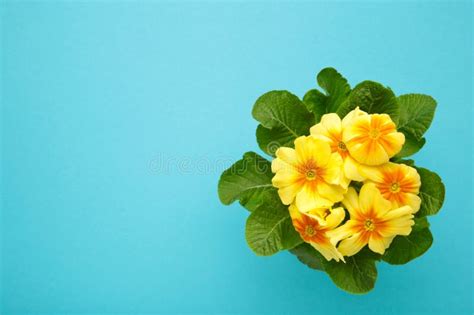 Beautiful Primula Primrose Plant With Yellow Flowers On Blue