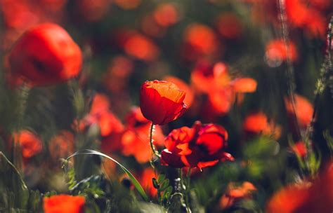 Sunlight Flowers Red Macro Red Flowers Poppies Flower Plant